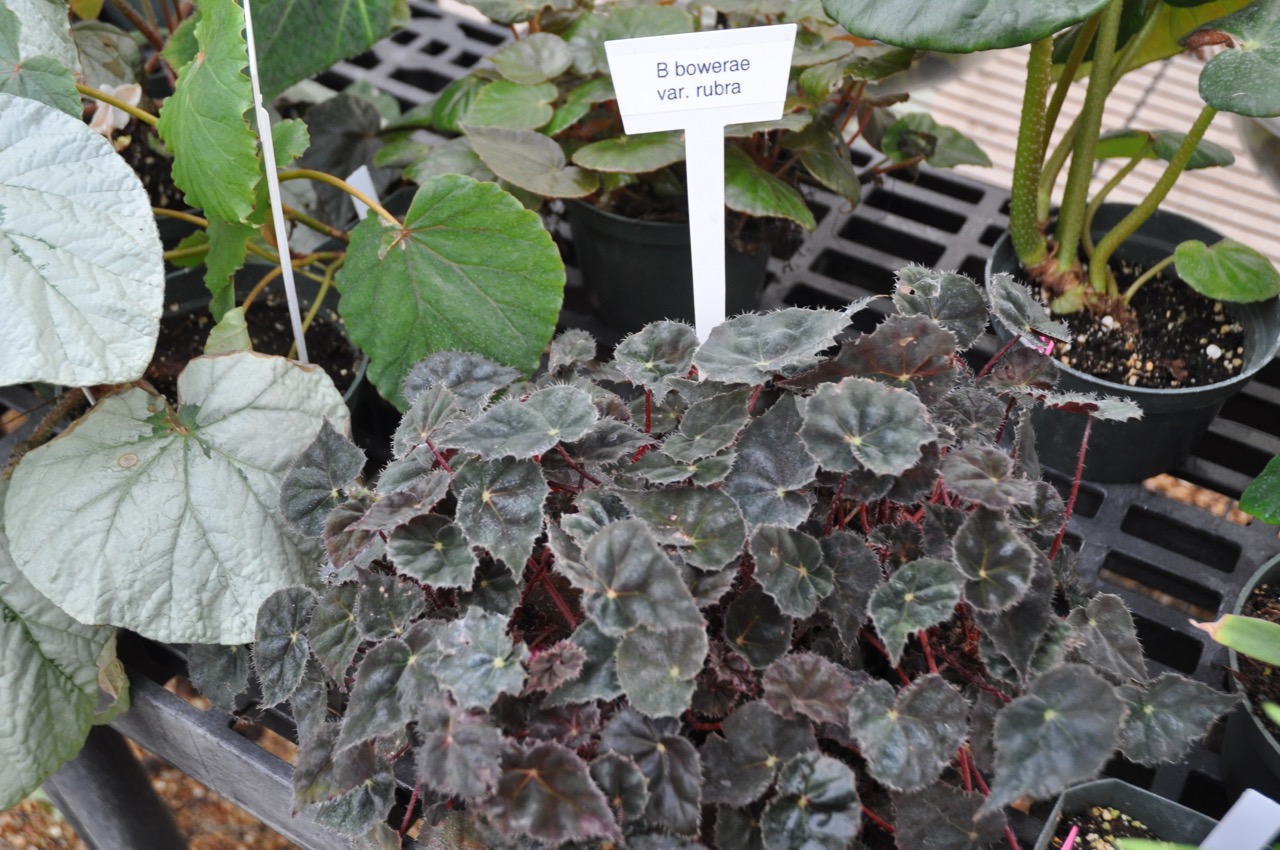 B. bowerae var. rubra